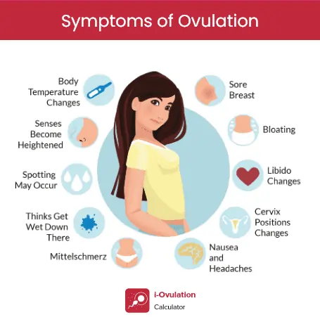 signs of ovulation